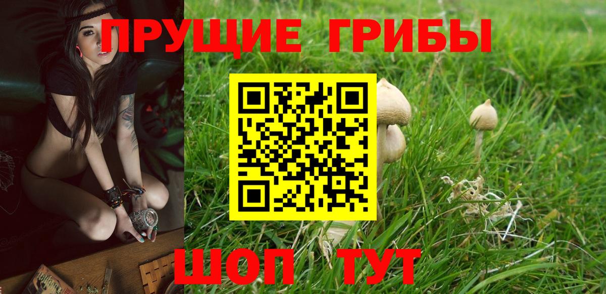 Псилоцибиновые грибы Psilocybine cubensis  Вход с VPN  Мончегорск 